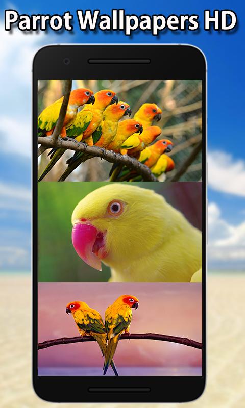 Parrot Wallpapers HD