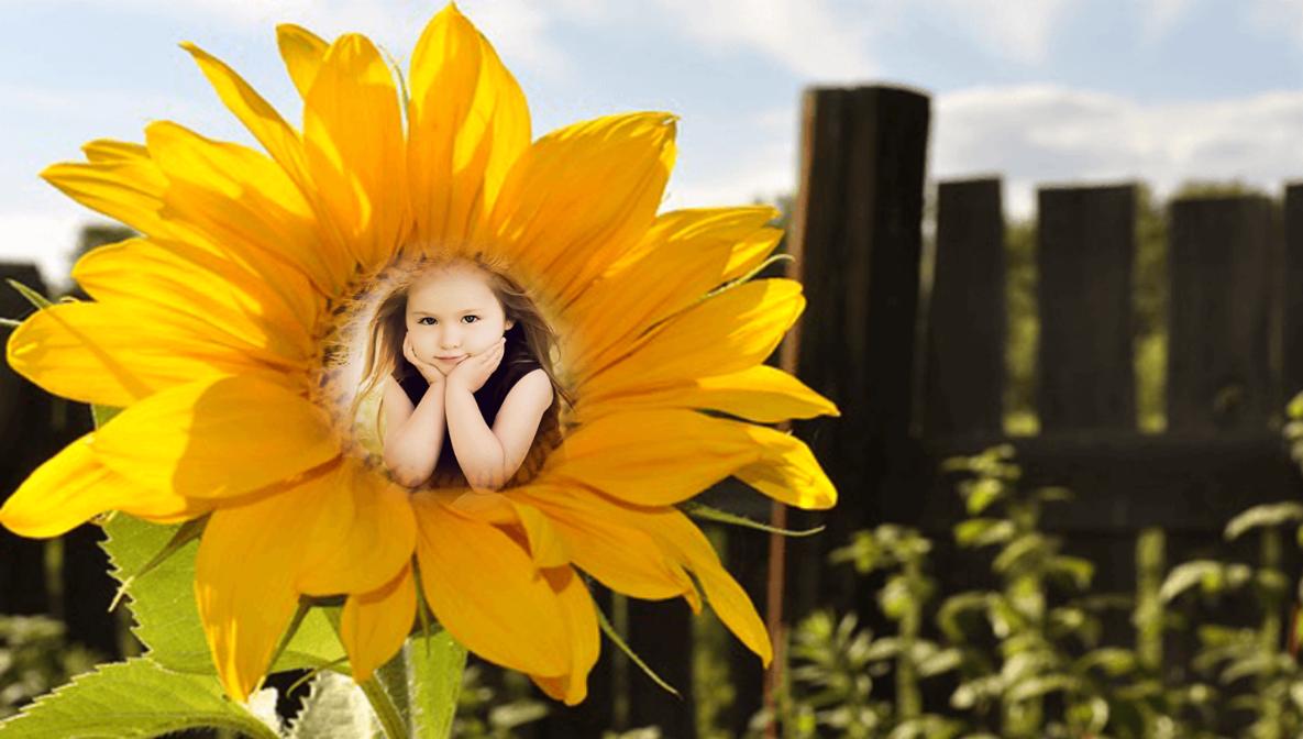Sunflower Photo Frames