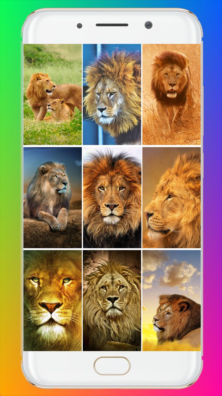 Lion Wallpaper HD