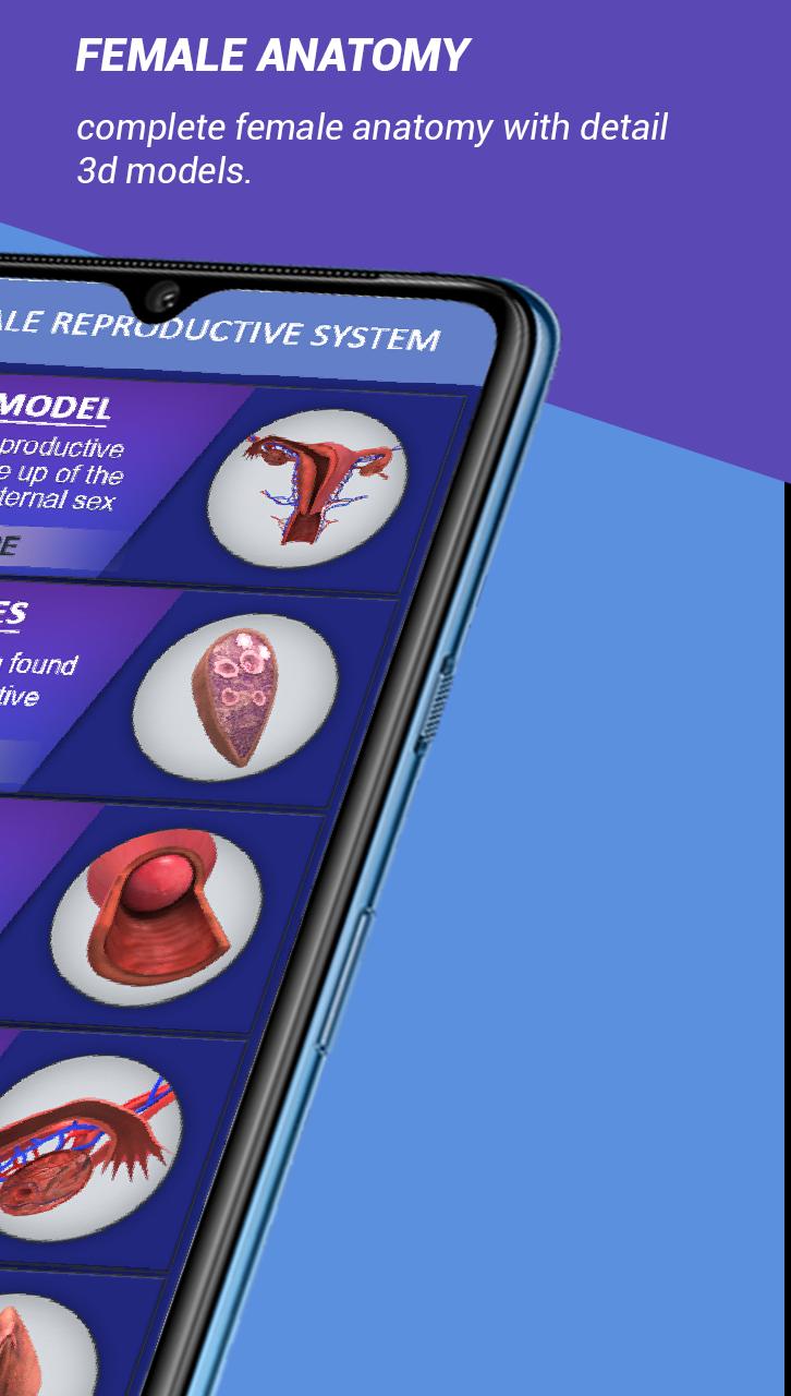 female reproductive system 3d models explained